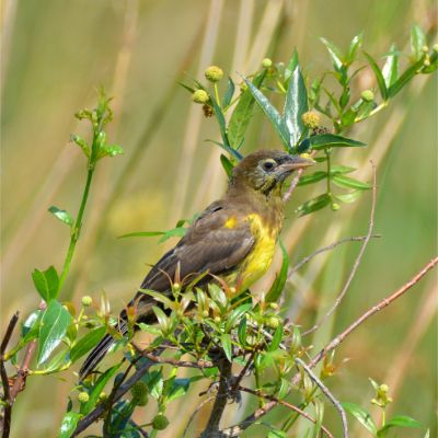 (Unicoloured Blackbird (2))
